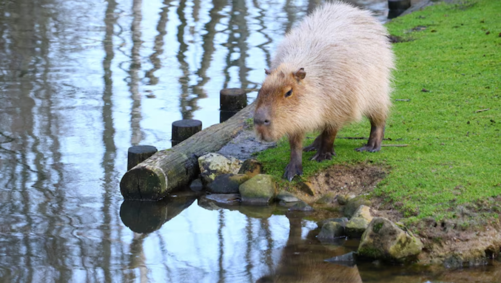 busy beaver kittanning