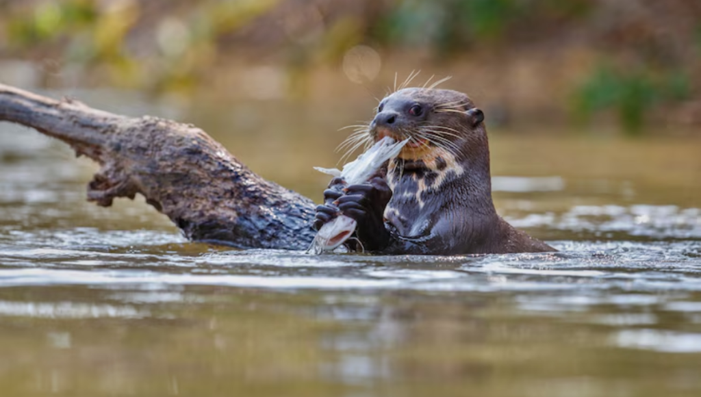 busy beaver kittanning