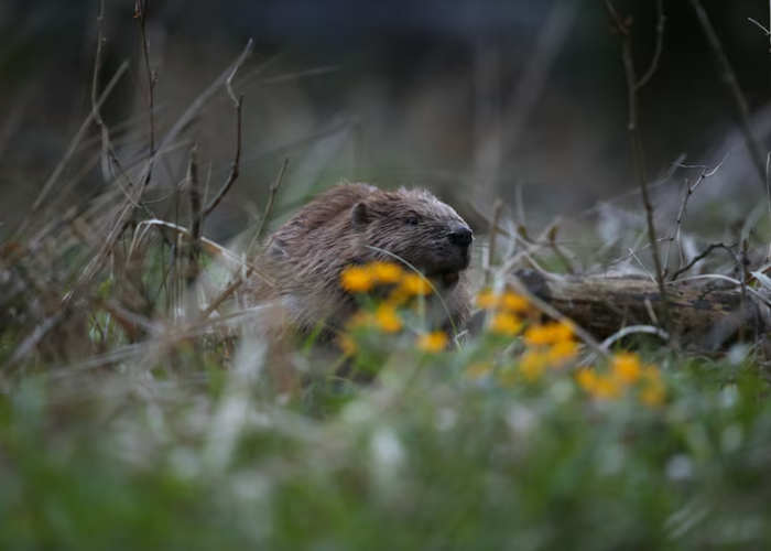 busy beaver kittanning
